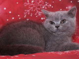 2 chatons British Shorthairs LOOF mâles disponibles