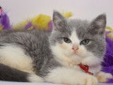 2 chatons British Shorthairs LOOF mâles disponibles