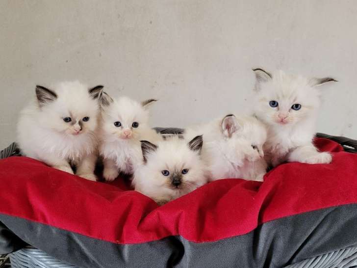 5 chatons Ragdolls LOOF disponibles à la réservation