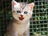 &Agrave; r&eacute;server 4 chatons British Shorthairs LOOF