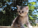 &Agrave; r&eacute;server 4 chatons British Shorthairs LOOF