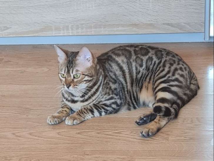 Une chatte Bengal de 3 ans LOOF tricolore à acheter