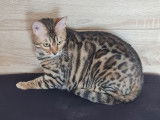 Une chatte Bengal de 3 ans LOOF tricolore à acheter