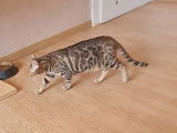 Une chatte Bengal de 3 ans LOOF tricolore à acheter