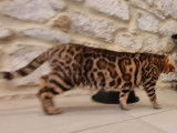 Une chatte Bengal de 3 ans LOOF tricolore à acheter