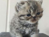Réservation de chatons Exotic Shorthair (LOOF)