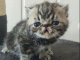 Réservation de chatons Exotic Shorthair (LOOF)