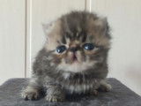 Réservation de chatons Exotic Shorthair (LOOF)