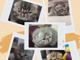 Réservation de chatons Exotic Shorthair (LOOF)