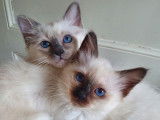 &Agrave; r&eacute;server : 3 chatons Sacr&eacute; de Birmanie femelles au pelage chocolat point (LOOF)