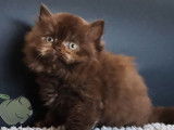 Une chatonne British Longhair cinnamon tortie (LOOF) à réserver
