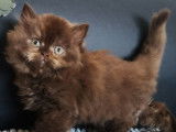 Une chatonne British Longhair cinnamon tortie (LOOF) à réserver