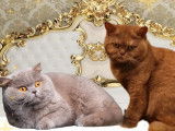 Une chatonne British Longhair cinnamon tortie (LOOF) à réserver