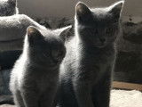 Vente de 4 chatons Chartreux bleus (LOOF), 2 mâles, 2 femelles