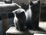 Vente de 4 chatons Chartreux bleus (LOOF), 2 mâles, 2 femelles