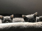 Vente de 4 chatons Chartreux bleus (LOOF), 2 mâles, 2 femelles