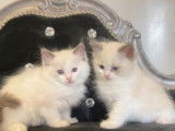 Réservation de chatons Ragdolls mâles bleu bicolore (LOOF)