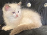 Réservation de chatons Ragdolls mâles bleu bicolore (LOOF)