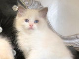 Réservation de chatons Ragdolls mâles bleu bicolore (LOOF)