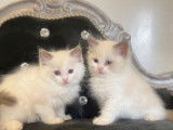 Réservation de chatons Ragdolls mâles bleu bicolore (LOOF)