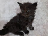 Vente de 4 chatons Maine Coons (LOOF), 3 mâles, 1 femelle