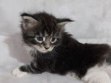 Vente de 4 chatons Maine Coons (LOOF), 3 mâles, 1 femelle