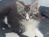 Chatons Maine coon à vendre