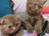 Superbe femelle Scottish Fold Cinnamon disponible