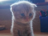 Superbe femelle Scottish Fold Cinnamon disponible