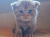 Superbe femelle Scottish Fold Cinnamon disponible