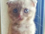 Superbe femelle Scottish Fold Cinnamon disponible