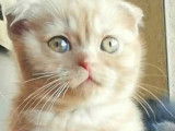 Superbe femelle Scottish Fold Cinnamon disponible