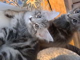 Maine coon a réserver