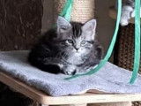 Maine coon a réserver