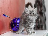 Chaton 1 : femelle blue mackerel tabby