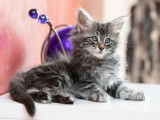 Chaton 4 : mâle black silver blotched tabby
