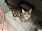 Attendrissant chat adulte type Européen non LOOF attend sa famille