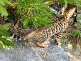 Superbes chatons Bengal Brown et Blue aux Caractères Exceptionnels