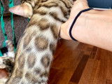 Superbes chatons Bengal Brown et Blue aux Caractères Exceptionnels