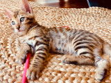 Superbes chatons Bengal Brown et Blue aux Caractères Exceptionnels