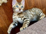 Superbes chatons Bengal Brown et Blue aux Caractères Exceptionnels