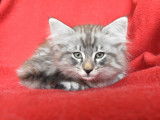 Magnifique chaton Norvégien à vendre