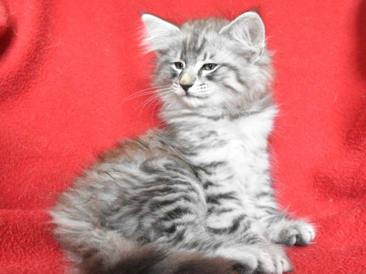 Magnifique Chaton Norvegien A Vendre Petite Annonce Chat