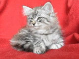 Magnifique chaton Norvégien à vendre