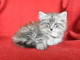 Magnifique chaton Norvégien à vendre