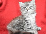 Magnifique chaton Norvégien à vendre