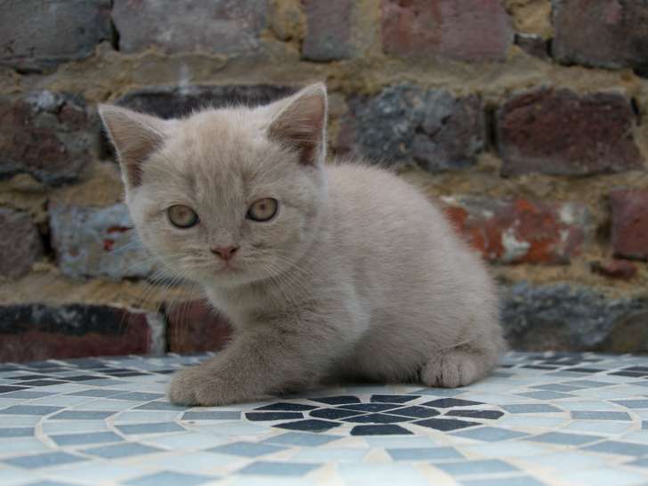 Sublimes chatons British Longhair et Shorthair pedigree disponibles dès septembre 2022
