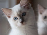 Magnifiques chatons Ragdoll à vendre