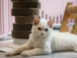 Magnifiques chatons Ragdoll à vendre