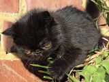 Chaton Exotic Shorthair LOOF &agrave; vendre
